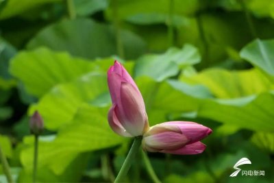 ​快去看！大明湖并蒂莲娇美绽放