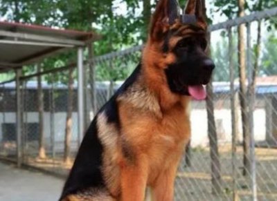 ​敖犬喜欢的是哪位？敖犬跟谁在一起了