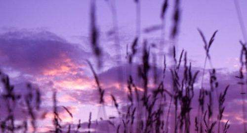 清明节的习俗,清明节有哪些传统风俗活动简介20字图2