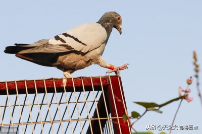 ​「赛鸽咨询」鸽舍建造规划及建造注意事项