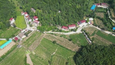 ​南漳：高山种出金果梨，美了乡村富了民