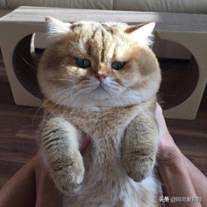 ​有一只大脸猫出现，要不要盘它？