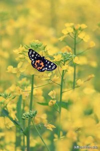 ​春天油菜花原来这么美？6个技巧，手机轻松拍好看！