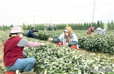 ​一捧春茶香，醉了桃园富了乡亲