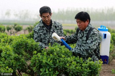 ​河北61岁农民发明金银花采摘机，6年改良升级10次