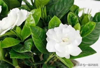 ​栀子花就是个醋坛子，7天喝一次白醋，花疯长爆满盆