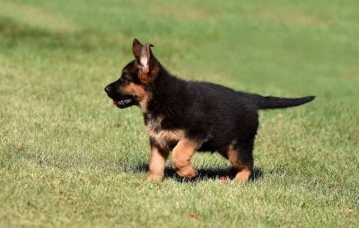 ​了解国内德国牧羊犬的不同品种